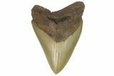 Serrated, Fossil Megalodon Tooth - North Carolina #164872-1